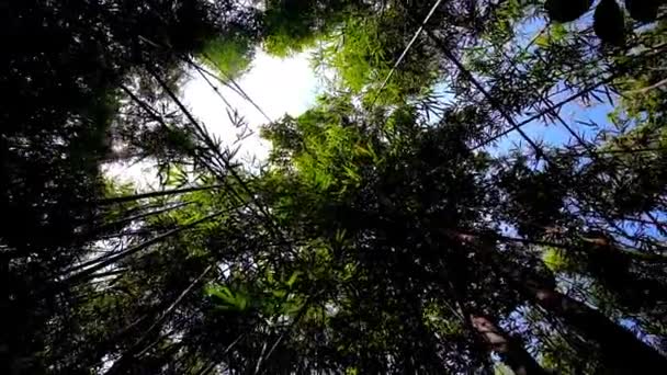 Girando Alrededor Denso Bosque Bambú Dentro Selva Con Vistas Sol — Vídeos de Stock