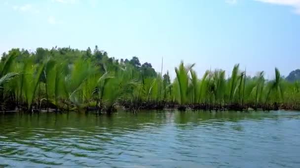 Щоденні Поїздки Мангрові Зарості Kangy Річці Користуються Популярністю Серед Туристів — стокове відео