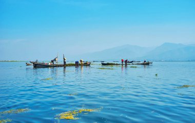 Ot toplayıcıları tekneleri, Inle Lake, Myanmar