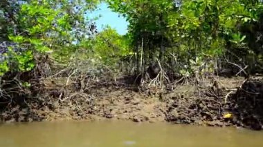 Düşük su seviyesi Kangy Nehri'nde yerel mangroves, Chaung Tha, Myanmar prop kökleri üzerinde görünümünü açar.