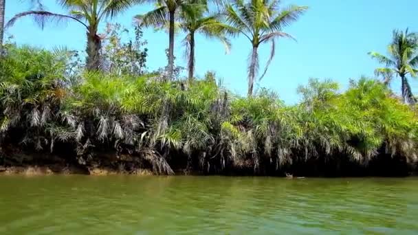 Los Exuberantes Matorrales Palmas Nypa Largo Orilla Del Río Kangy — Vídeos de Stock