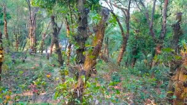 Panoráma Keskeny Sikátorban Buja Erdő Található Hegyekben Mae Fah Luang — Stock videók
