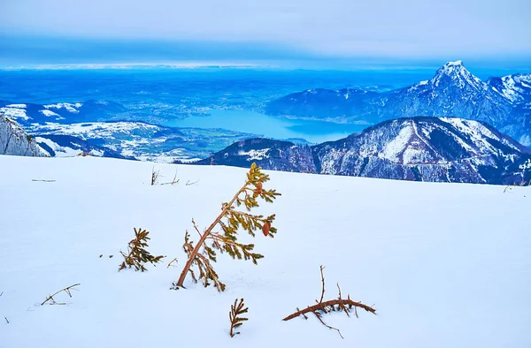 Die fichte im schnee, alberfeldkogel, salzkammergut, österreich — Stockfoto