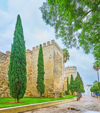 İspanya, Jerez 'deki selvi ağaçları.