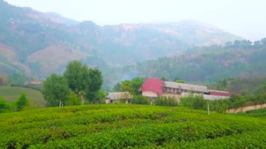 Mae Salong Çin 'in Yunnan çay köyü Chiang Rai, Tayland çay çiftliği ile sisli kırsal arazi manzarası