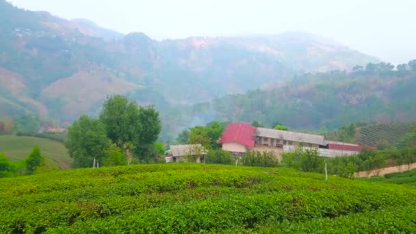Vedere Panoramică Peisajului Montan Cețos Rural Plantație Ceai Din Satul — Videoclip de stoc