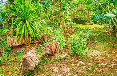 Arı çiftliğinin bahçesindeki küçük kovanları, Phuket, Tayland