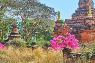 Antik tapınaktaki çiçek açan çalı, Haymingha Pagoda, Bagan, M