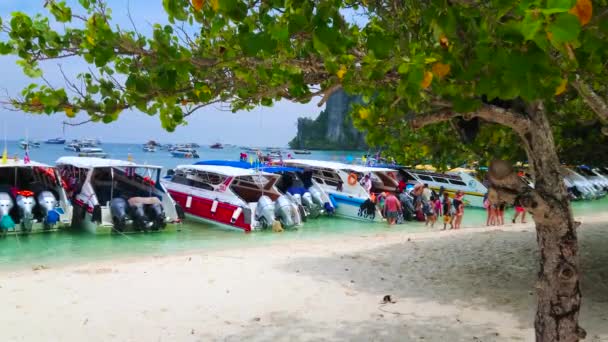 Phiphi Don Tajlandia Kwietnia 2019 Cieniste Drzewo Figowe Plaży Zatoki — Wideo stockowe