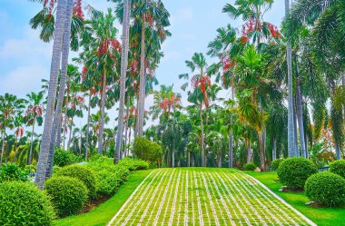 The alley among palm trees, Rajapruek park, Chiang Mai, Thailand