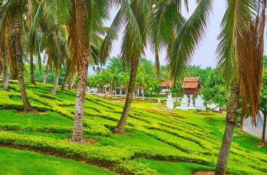 Gölgeli palmiye ağaçlarının altında, Rajapruek Parkı, Chiang Mai, Tayland