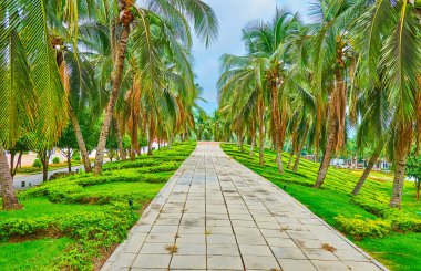 Rajapruek Park 'taki yeşil palmiye yolu, Chiang Mai, Tayland