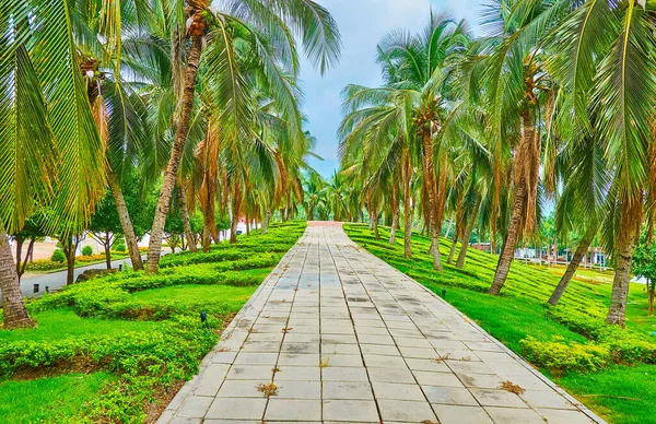 El callejón de la palma verde en el parque Rajapruek, Chiang Mai, Tailandia — Foto de Stock