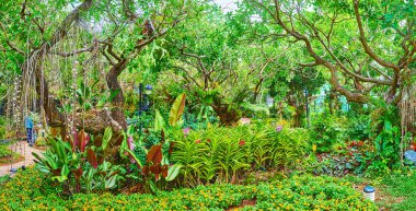Rajapruek Park 'ın orkide bahçesinde yemyeşil panorama, Chiang Mai, Tayland