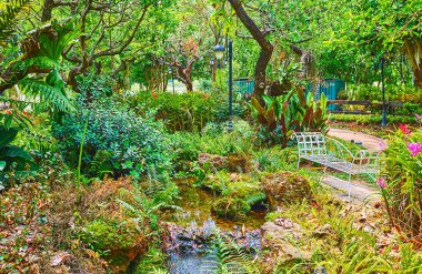 Güzel eğreltiotları, bromeliatları, çiçekleri ve Rajapruek Park 'ın orkide bahçesine yayılmış ağaçları, Chiang Mai, Tayland