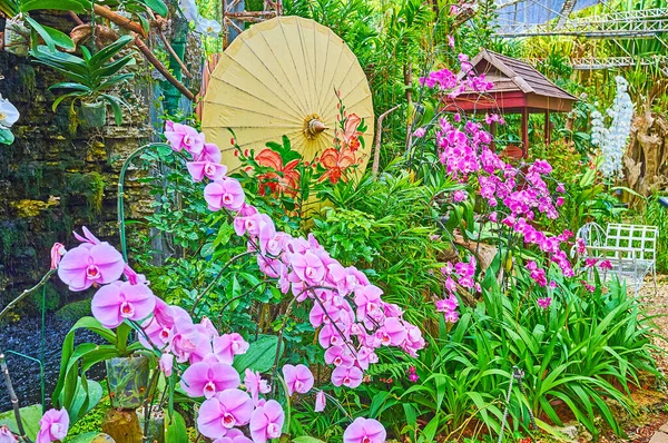 Lecho Flores Orquídea Está Decorado Con Colorido Paraguas Oriental Parque — Foto de Stock