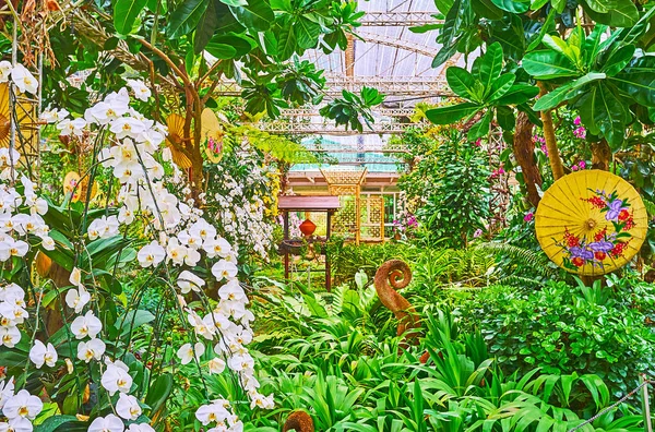 Наслаждайтесь Белыми Орхидеями Папоротниками Пышной Зеленью Декоративными Восточными Пумбреллами Парка — стоковое фото