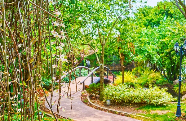 Vista Sobre Parque Verde Rajapruek Través Las Ramas Con Orquídeas —  Fotos de Stock