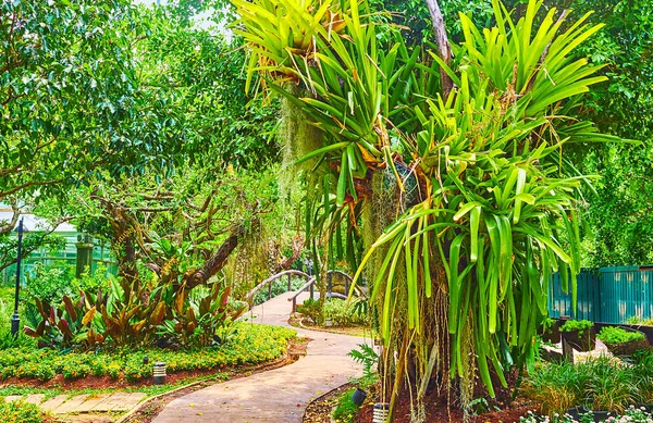 Walk the narrow curved alleyway of orchid garden, enjoy the shade and lush greenery, Rajapruek park, Chiang Mai, Thailand