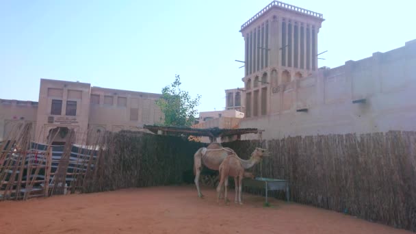 Dubai Emiratos Árabes Unidos Marzo 2020 Camellos Madre Bebé Paddock — Vídeos de Stock