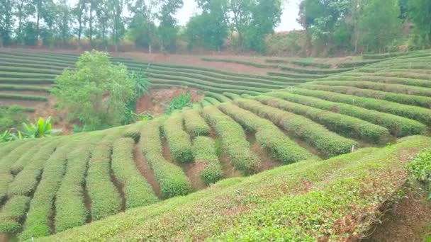 山の中の茶畑のパノラマ霧の風景メーソン中国雲南省茶村 チェンライ郊外 タイに位置 — ストック動画