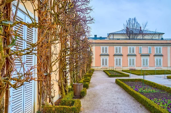 Salzburg Austria 2019年3月1日 3月1日 萨尔茨堡Mirabell Gardens大楼墙壁上扭曲的葡萄干爬升 — 图库照片