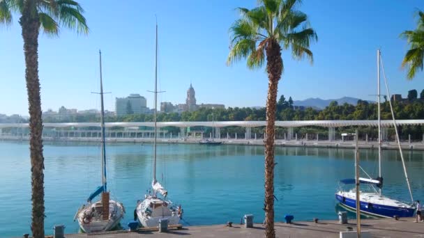 Malaga Spain September 2019 Malaga Port Tall Palms Moored Sail — Stock Video