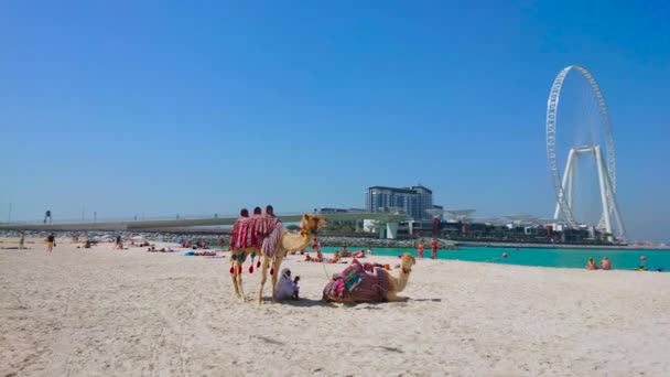 Марта Дубае Пара Верблюдов Туристы Сделают Селфи Пляже Джамму Марина — стоковое видео