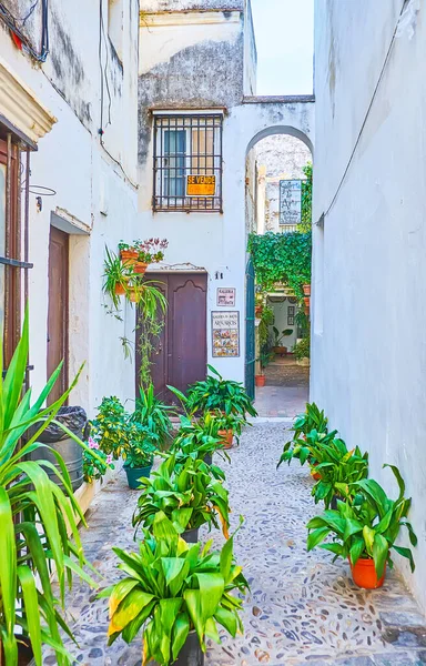 Arcos Spain September 2019 Narrow Backstreet Decorated Rows Green Plants — Stock Photo, Image