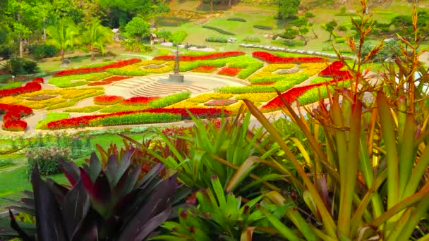 チェンライ 2019年5月9日 5月9日にチェンライで色鮮やかなブロマイドガーデン 土井桐を通ってメーファルアンの風光明媚な花壇をお楽しみください — ストック動画