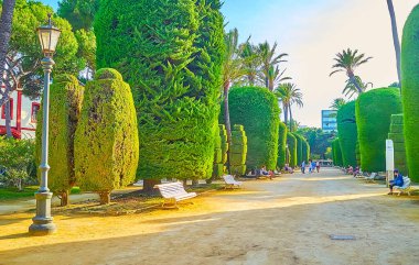 CADIZ, SPAIN - 23 Eylül 2019: Genoves Parkı, 23 Eylül 'de Cadiz' de farklı şekilli çalı ağaçları, palmiyeler ve çiçek açan palmiyelerle manzaralı bir peyzaja sahip.