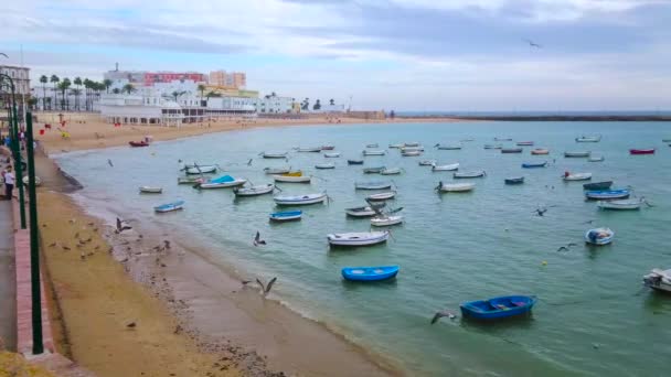 Fiskmåsarna Flyger Över Kusten Och Vandrar Längs Stranden Caleta Cadiz — Stockvideo