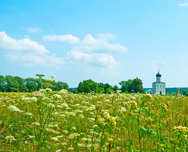 Enjoy the lush greenery, walking through the meadow, full of tall grasses, yarrows and wild flowers with a view on the Intercession church on Nerl river on background, Bogolyubovo, Russia — Stock Image Enjoy Lush Greenery Walking Meadow Full Tall Grasses Yarrows Wild Stock Photo