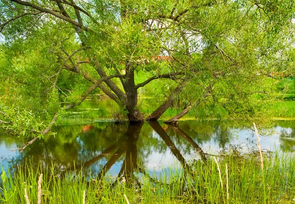 The old spread willow tree grows amid the Nerl river, surrounded with juicy meadows, Bogolyubovo, Russia — Stock Image Old Spread Willow Tree Grows Nerl River Surrounded Juicy Meadows Stock Photo