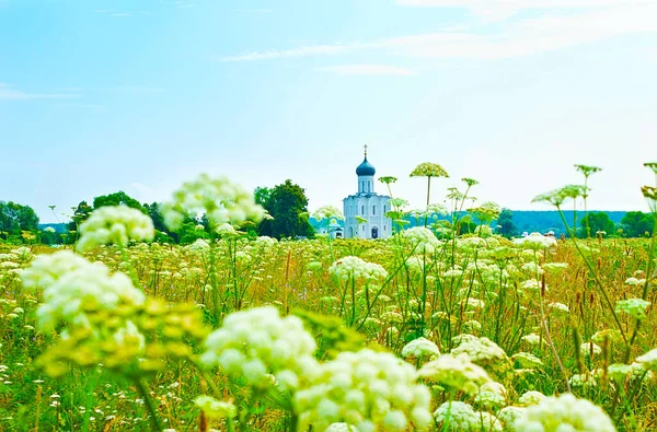 Walk among the yarrows and wild flowers in the meadow and watch the picturesque Church of the Intercession on Nerl river, Bogolyubovo, Russia — Stock Image Walk Yarrows Wild Flowers Meadow Watch Picturesque Church Intercession Nerl Royalty Free Stock Photos