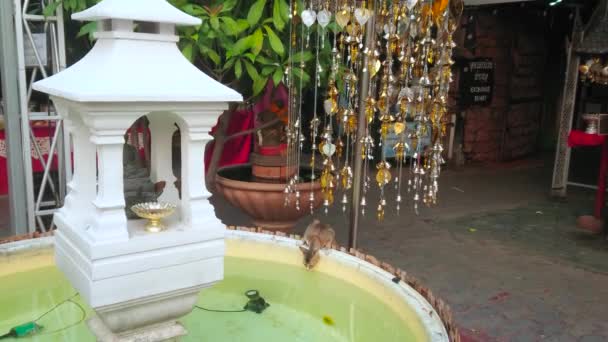 Chiang Mai Thailand Maio 2019 Gato Bebe Água Fonte Templo — Vídeo de Stock