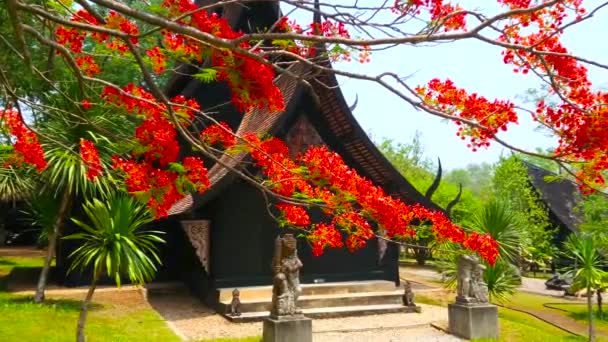 チェンライの木造Xieng Thong House Baan Dam 黒い家 の前に咲く炎の木の明るいオレンジ色の枝 — ストック動画