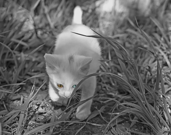 Чорно-біле фото з маленьким білим кошеням — стокове фото