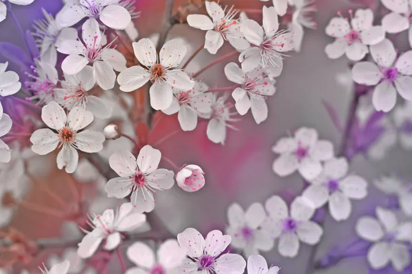 O ramo de cereja florescente, rosa-roxo — Fotografia de Stock