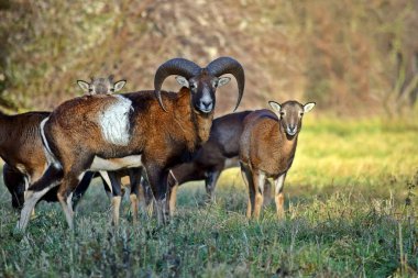 Mouflon Herd in the Forest Portrait Ovis Aries Musimon
