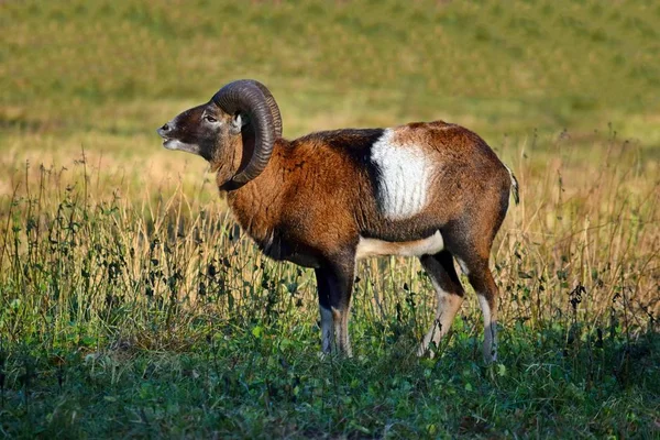 Mouflon Masculino Natureza Retrato Inverno Ovis Aries Musimon — Fotografia de Stock