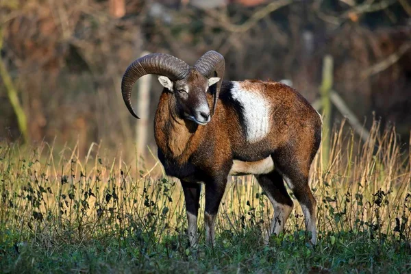 Mouflon Masculino Retrato Inverno Ovis Aries Musimon — Fotografia de Stock