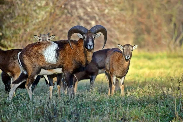 Mouflon Herd in the Forest Portrait Ovis Aries Musimon