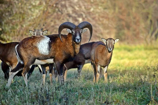 Mouflon Herd Στο Δάσος Πορτρέτο Ovis Aries Musimon Εικόνα Αρχείου