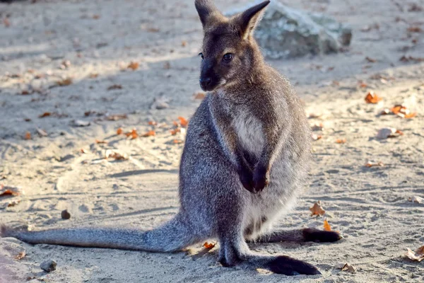 Kırmızı Boyunlu Wallaby Yavrusu Zeminde Oturuyor — Stok fotoğraf