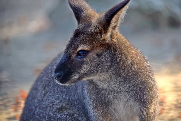 Profil Tête Wallaby Collier Rouge Fermer — Photo