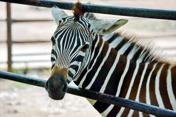 Wspaniałe Młode Dziecko Zebra Płotem — Zdjęcie stockowe