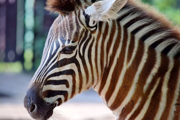 Wspaniałe Młode Dziecko Zebra Head Close — Zdjęcie stockowe