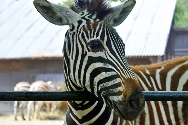 Wspaniałe Młode Dziecko Zebra Patrząc Przez Płot — Zdjęcie stockowe