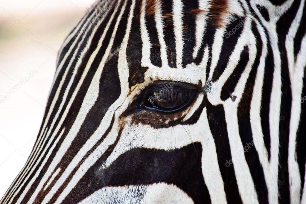 Young Baby Chapmans Zebra Mane Close Up